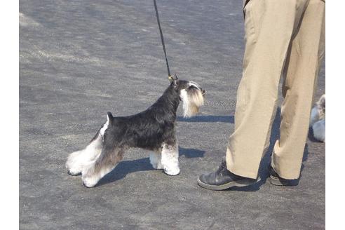 販売中のミニチュアシュナウザーの親犬